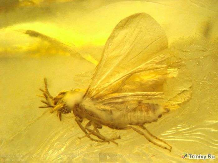 Доісторичні комахи, ідеально збереглися до наших днів (34 фото)