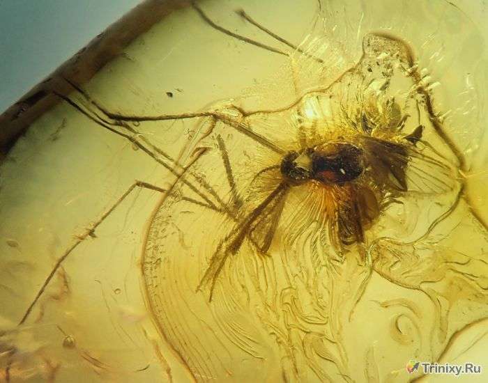 Доісторичні комахи, ідеально збереглися до наших днів (34 фото)