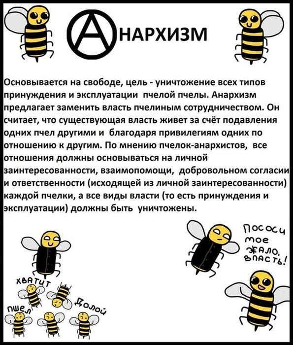 Бджоли знають все про політику (19 фото)