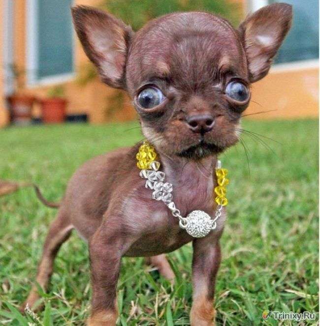 Сама крихітна собака у світі (10 фото)