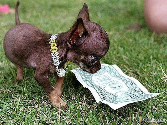 Сама крихітна собака у світі (10 фото)