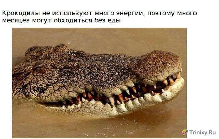 Цікаво про крокодилах (15 фото)