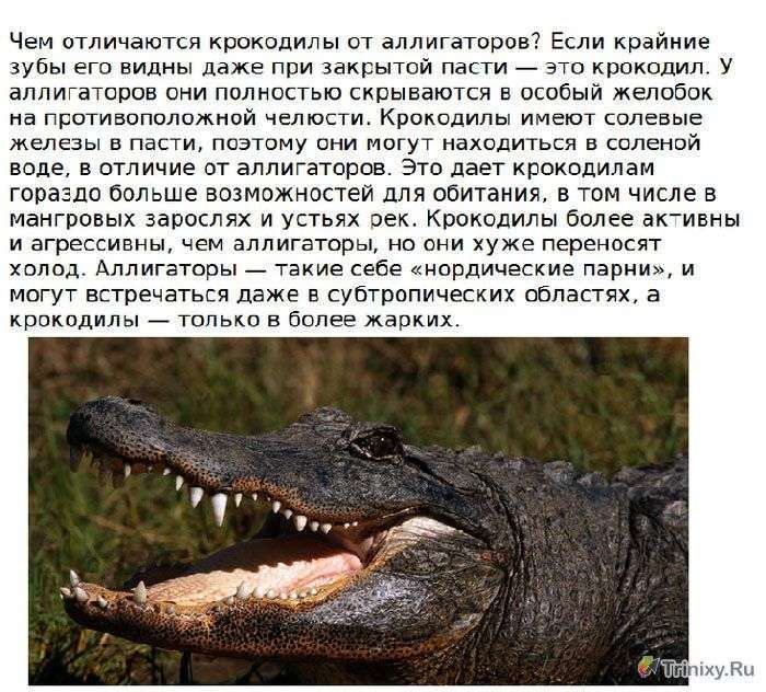 Цікаво про крокодилах (15 фото)