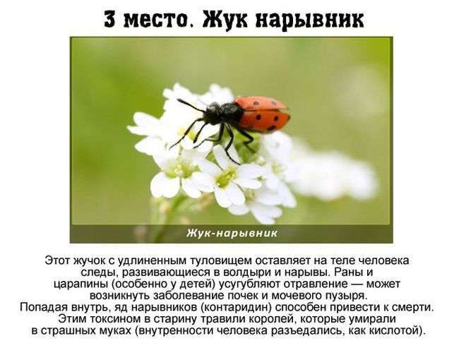 Топ-7 найбільш небезпечних комах, що мешкають в Росії (7 фото)