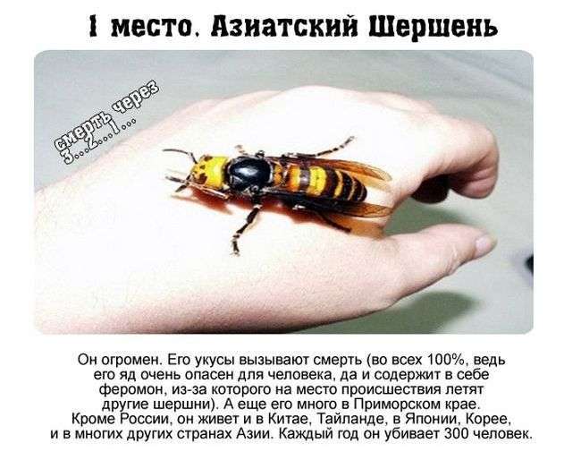 Топ-7 найбільш небезпечних комах, що мешкають в Росії (7 фото)
