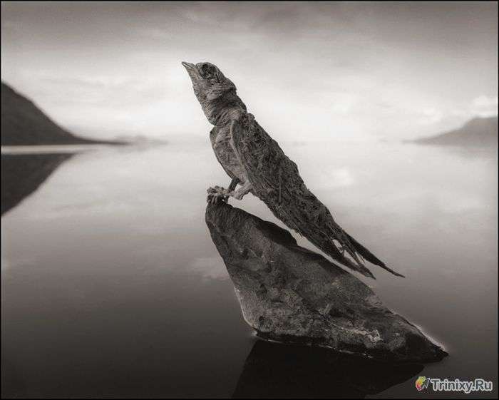 Озеро в Танзанії, яке перетворює тварин в камінь (7 фото)