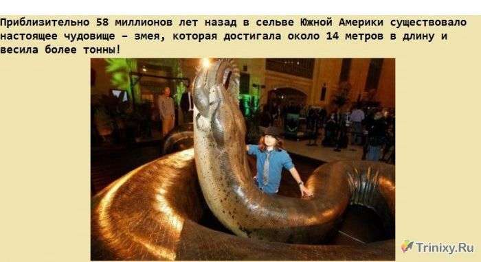 Факти про гігантської змії Титанобоа (5 картинок)