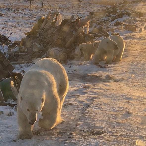 Нашествие белых медведей на Новой Земле фото новости в фотографиях