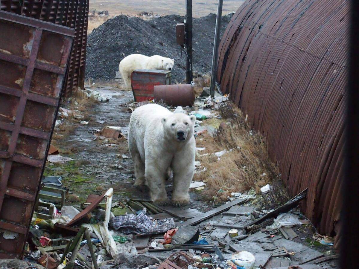 Нашествие белых медведей на Новой Земле фото новости в фотографиях