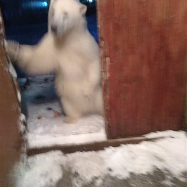 Эти фотографии шокировали Европу — нашествие медведей в Архангельской области. мир животных