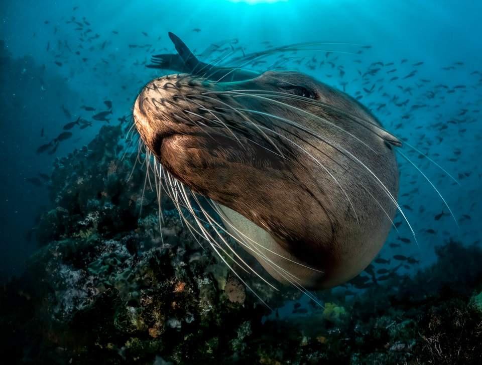 15 невероятных, удостоенных наград подводных фотографий, которые захватят дух животные