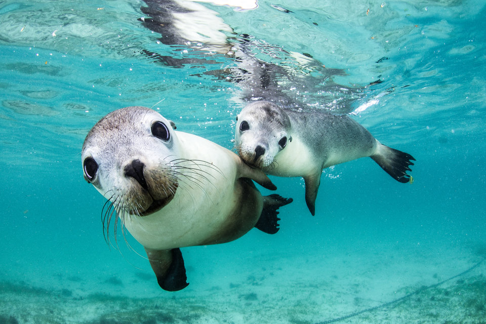 15 невероятных, удостоенных наград подводных фотографий, которые захватят дух животные
