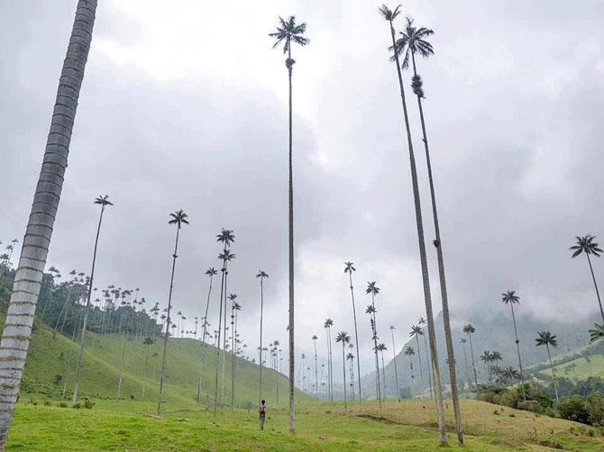 Долина восконосных пальм в Колумбии 