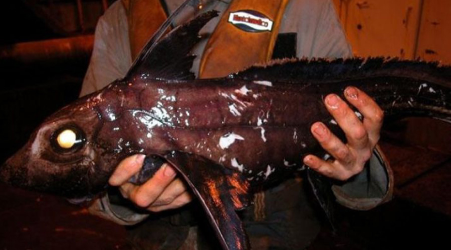 Страшный улов: дары моря, которые рыбаки боялись поднимать наверх акула