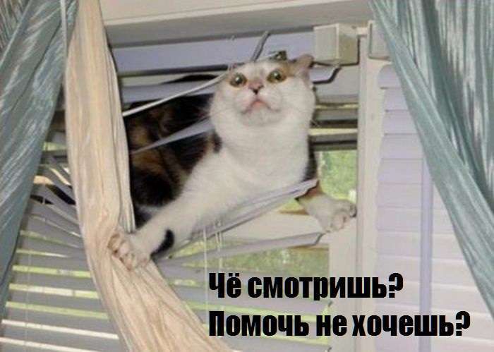 Коти ненавидять жалюзі (24 фото)