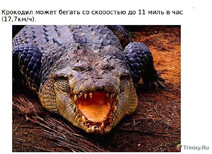 Цікаво про крокодилах (15 фото)