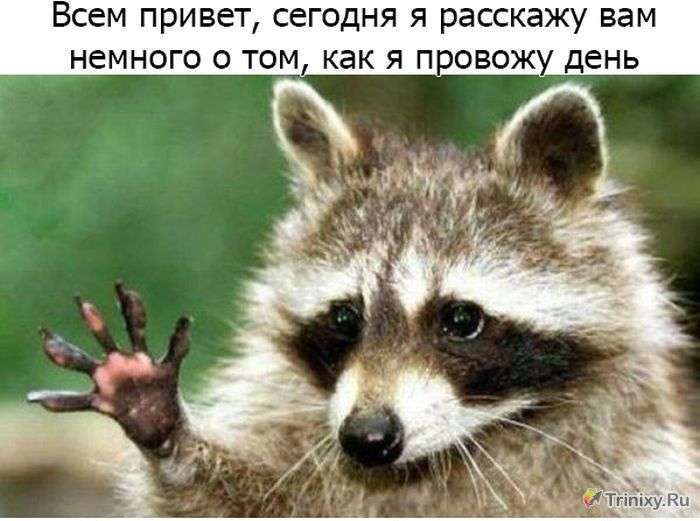 Як проходить день звичайного єнота (20 фото)