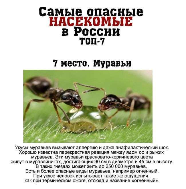 Топ-7 найбільш небезпечних комах, що мешкають в Росії (7 фото)