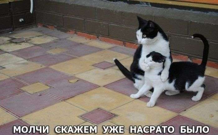 Прикольні картинки (109 фото)