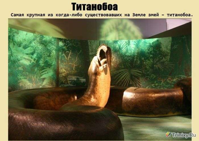 Факти про гігантської змії Титанобоа (5 картинок)