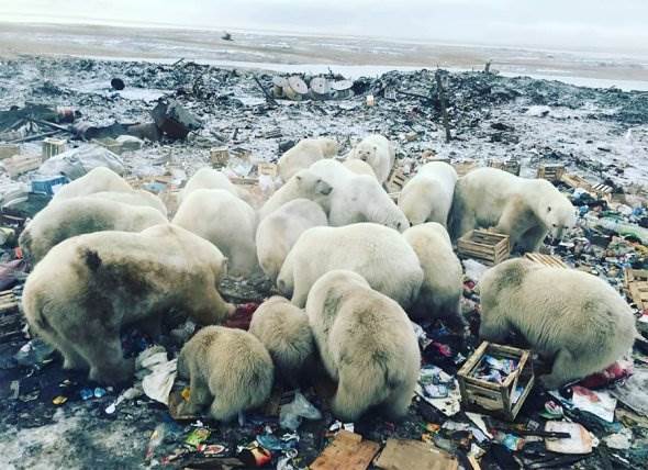Нашествие белых медведей на Новой Земле фото новости в фотографиях