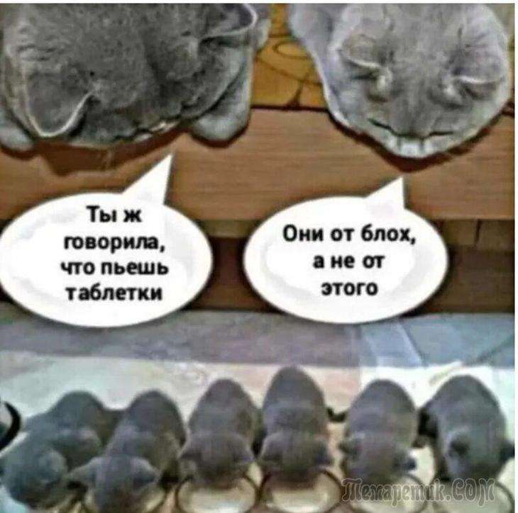 Представляете, прихожу я домой, смотрю, а он с любовницей анекдоты