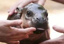 Милі створення на межі вимирання (5 фото)