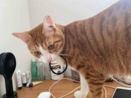 22 безсоромні і вусаті пронири, у яких “окрема думка” про заборони