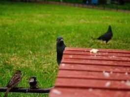 Смішна міні-історія про голуба, який “прощелкал” своє щастя