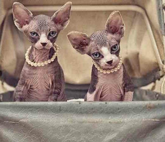 Чудові кішки-сфінкси на фотографіях серени ходсон