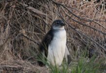 Пінгвіни та рибальські човни: конкуренція посилюється на тлі зменшення запасів риби