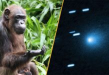 Наукові новини цього тижня: комети, шимпанзе та небезпека космічного сміття