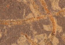 Найдавніше життя на Землі: AI ідентифікує біосигнатури віком 3,3 мільярда років