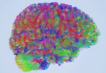 Розвиток мозку: чотири основні зміни від народження до 90 років