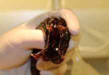 Сутність розуму: занурення в витоки життя