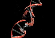 Хронічна травматична енцефалопатія: зв’язок із пошкодженням ДНК і запаленням: нове розуміння черепно-мозкової травми