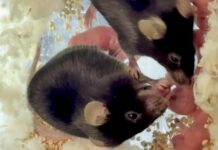 Миші діють як «повитухи»: новий погляд на турботу про потомство у тваринному світі