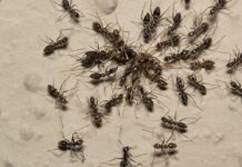 Крихітні команди: як мурахи розгадали секрет успішної командної роботи