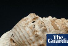 Trombetas de conchas antigas: ecos da música de 6.000 anos atrás