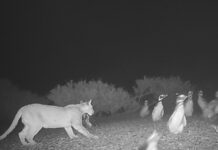 Патагонські пуми адаптуються до нової здобичі: пінгвіни викликають несподівані соціальні зміни