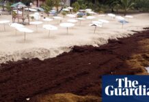 Глобальне поширення водоростей сигналізує про великі зміни в океані