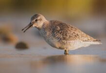 Стародавні прибережні птахи розкривають кліматичну історію Австралії