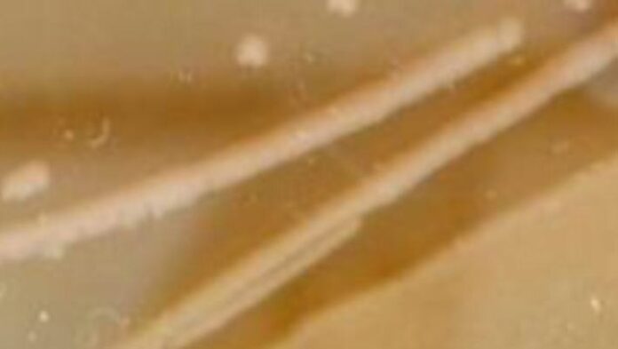 031f7bdc-ee50-4803-ba73-9511cbe95031