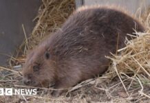 Бобри Повертаються до Лінкольнширської Річки у Знаковому Проекті по Відновленню