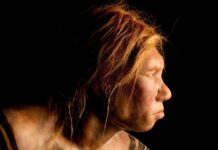 Дослідницька група стверджує, що прееклампсія прирекла неандертальців, але експерти кажуть, що це лише «уявний експеримент»