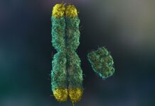 Втрата Y-хромосоми у чоловіків: ризик для здоров’я, що росте