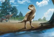 Відкрито Новий Вид Динозавру в Кореї, Що Проливає Світло на Біорізноманіття Крейдяного Періоду