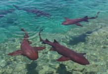 Акули на Багамах Споживають Наркотики: Нова Загроза для морських екосистем