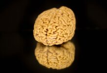 Мозки “Супервікових” Людей Розкривають Секрети Здорового Когнітивного Старіння