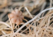 Нут Процвітає в Імітованому Місячному Грунті, Прокладаючи Шлях до Місячного Землеробства